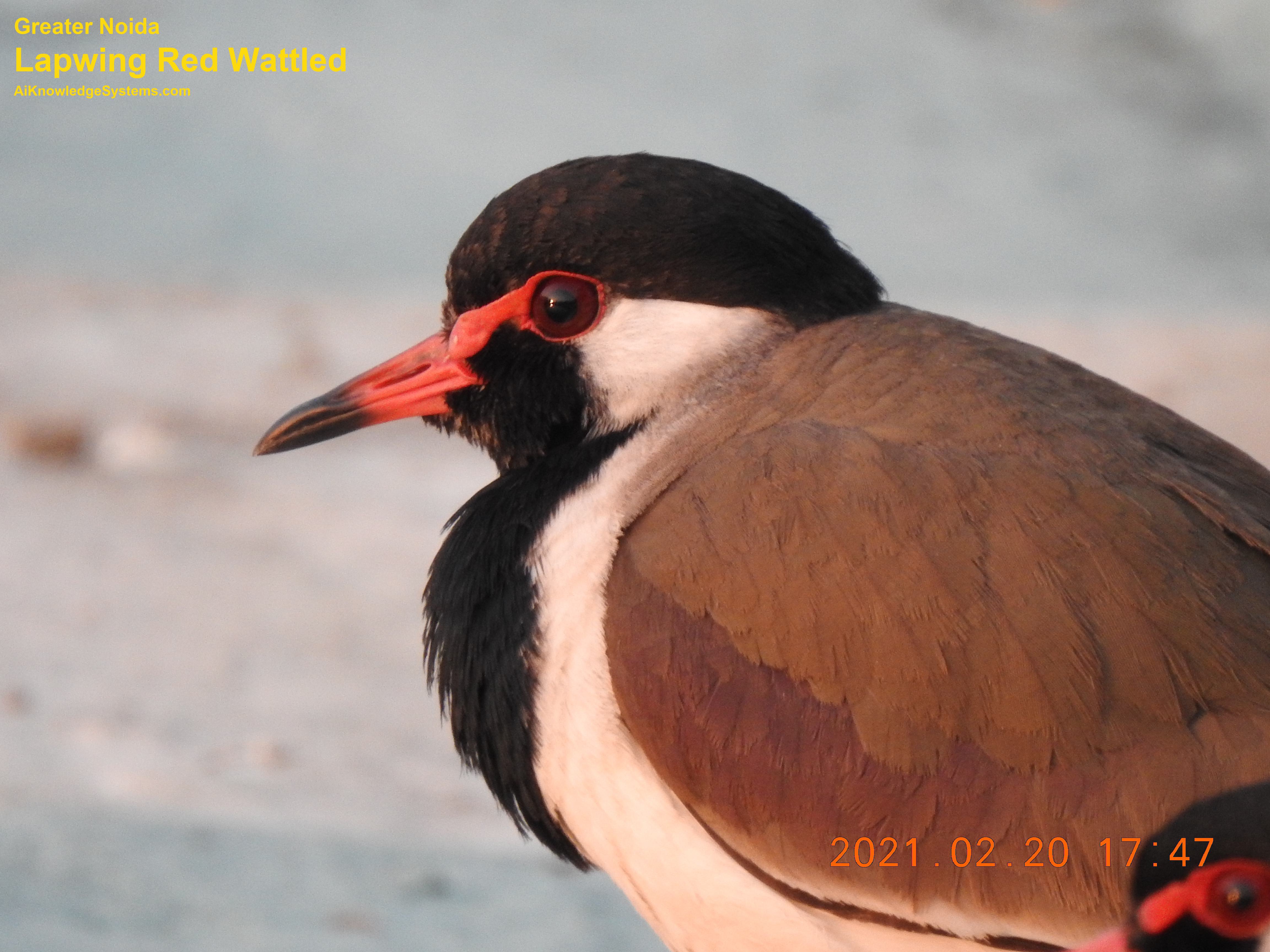 Lapwing Red Wattled (31) Coming Soon